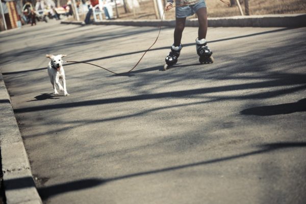 Wer beim Hüten fremder Hunde haftet
