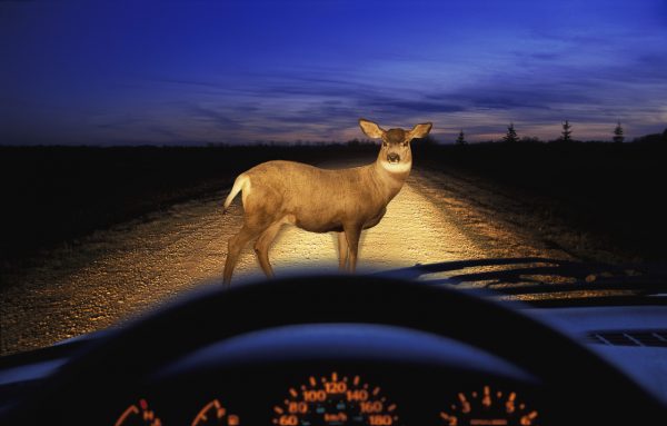 Vorsicht, Wildwechsel