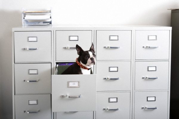 Darf der Hund mit ins Büro?