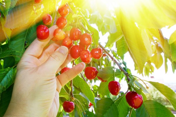 Nachbars Kirschen schmecken besser – sind aber verboten